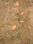 vignette Tulipa orphanidea
