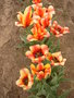 vignette Tulipa 'Cape Cod'