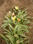 vignette Tulipa tarda = Tulipa dasystemon