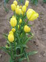 vignette Tulipa 'Golden Harvest'