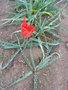 vignette Tulipa albertii