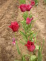 vignette Tulipa 'Bordeaux'