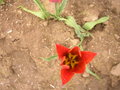 vignette Tulipa mauriana