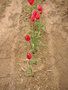 vignette Tulipa saracenica