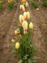 vignette Tulipa 'Cri de Coeur'