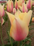 vignette Tulipa 'Blushing Beauty'