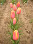 vignette Tulipa 'Dordogne'