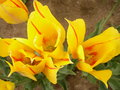 vignette Tulipa 'Hocus Pocus'
