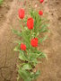 vignette Tulipa tubergeniana 'Keukenhof'