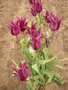 vignette Tulipa 'Maytime'