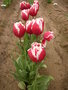 vignette Tulipa 'Good Loocking'