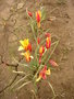 vignette Tulipa clusiana var. chrysantha 