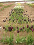 vignette Champs d'essais de Tulipes en Bretagne