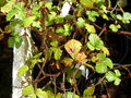 vignette Rubus nepalensis