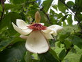 vignette Magnolia hypoleuca ? à confirmer!
