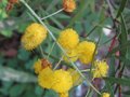 vignette Acacia (mimosa) uncinata toujours la et parfumé au 11 09 09