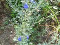 vignette Salvia jamensis ardoise bleue au 11 09 09