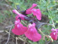 vignette Salvia microphylla 'Pink blush'