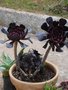 vignette aeonium arboreum atropurpureum schwarzkopf