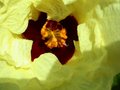 vignette hibiscus diversifolius