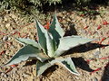 vignette Agave ovatifolia - sept 09