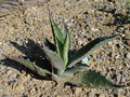 vignette agave salmiana 'crassispina' - sept 09