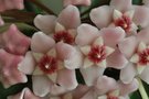 vignette Hoya carnosa 'Exotica'