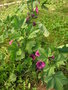 vignette Malva sylvestris var mauritiana - Mauve de Mauritanie