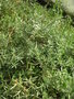 vignette Artemisia dracunculus - Estragon