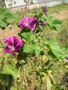 vignette Malva sylvestris var mauritiana - Mauve de Mauritanie