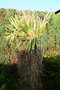 vignette Trachycarpus fortunei (repousse printemps 2009)