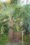 vignette Trachycarpus fortunei (repousse Et 2009)