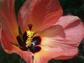 vignette Hibiscus tiliaceus