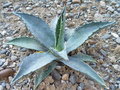 vignette Agave sp 5 - sept 09