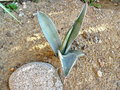 vignette Agave sp 1 - sept 09 Americana oaxacensis ?