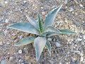 vignette Agave sp 3 - sept 09