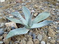 vignette Agave subsimplex - sept 09