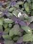 vignette Salvia officinalis 'Tricolor' - Sauge officinale tricolore