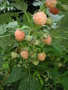 vignette Rubus idaeus 'Fallgold' - Framboisier 'Fallgold'