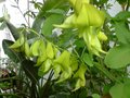 vignette Crotelaria laburnifolia