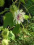 vignette Passiflora foetida - Passiflore poc-poc, Marie-gougeat