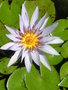 vignette Nymphaea capensis - Lotus bleu du Cap