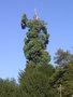 vignette Sequoiadendron giganteum - Squoia gant  la tte casse au Parc des Bastions
