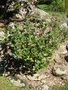 vignette Salix hastata - Saule  feuilles hastes