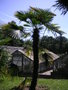 vignette Trachycarpus wagnerianus Trachycarpus wagnerianus - Palmier miniature de Chusan