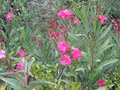vignette Nerium oleander rouge double au 15 09 09