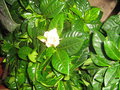 vignette Garden   gardenia