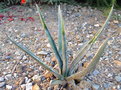 vignette Agave sp 2 - sept 09 .. xylonacantha ?