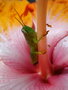 vignette Criquet sur Hibiscus rosa-sinensis