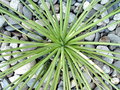 vignette Agave stricta - sept 09